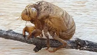 Cicada Platypleura
