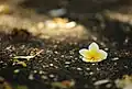 Plumeria alba flower, Bangalore, India
