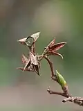 Ripe, 3-valved seed capsules, empty after wind dispersal of winged seeds (note double dehiscence - both above and below)
