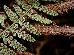 The rows of sori on the underside of a larger frond