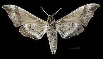 P. t. javanicus, ventral view