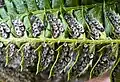 Abaxial (lower) leaf surface with sori