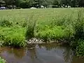 A pool of water at a marsh, one of the sources of the Nine Mile Run