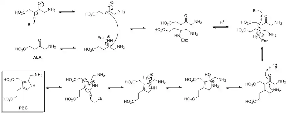 Mechanism of biosynthesis of porphobilinogen