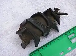 Photo of 12 centimetres (4.7 in) egg case adjacent to ruler, the egg case is a brown ovalish shape, with a spiral band running around it from top to bottom.