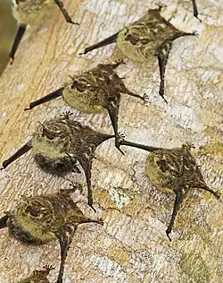 in Costa Rica. The two on the lower left are carrying young