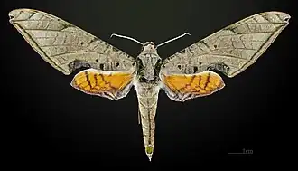 Male dorsal view