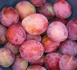 Victoria plums (European plum)