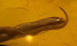 Western brown snake on display
