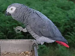 A grey bird perching on a tray