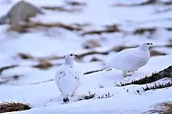 Rock ptarmigan (L. m. millaisi) pair (♂ left) in winter plumage near Glen Coe, Scotland
