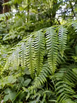 Leaves of a P. aquilinum plant