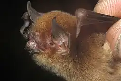 Brown bat head