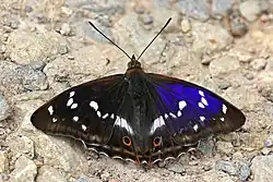 Photograph of a brown-and-purple butterfly