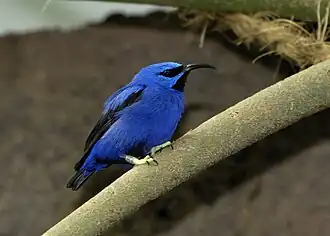 Adult male at Vienna Zoo, Austria, legs are pale in captive birds