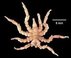 Pycnogonum litorale, showing the absence of both chelifores and palps. Ovigers are absent in female.
