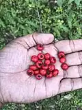 Pyracantha crenulata (Ghingharu) Berries
