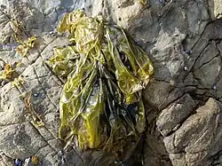 Photo of Pyropia columbina