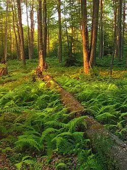 A fallen tree lies in green ferns with sunlit dappled trees behind.
