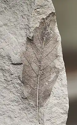 Quercus × hispanica leaf. Miocene, Lleida, Spain