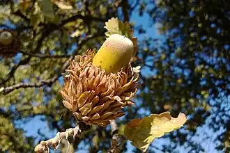 Ripe Acorn
