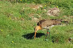 Black-tailed godwit, Ottenby, Öland