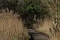 Image of the reeds at RSPB Fowlmere.