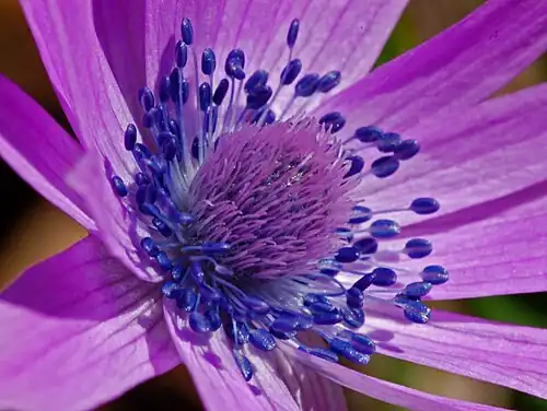 Anemone hortensis