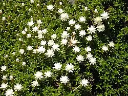 A green field of leaves with white flowers in it