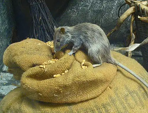 A black rat on a sack filled with food grains.
