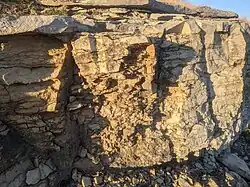 Raytown Limestone outcrop, showing undercutting by the underlying Muncie Creek Limestone. Note more uniform lower layers and more variable and disjointed upper layers. (Truman Sports Complex, Kansas City)