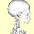 Lateral view. Still image.