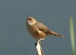 Non-breeding adult at Pietermaritzburg, South Africa