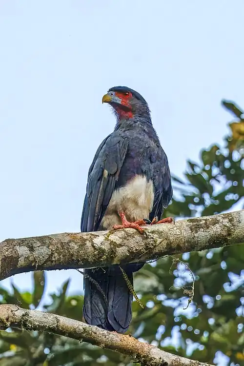Red-throated caracara (Ibycter americanus) Rio Napo.jpg