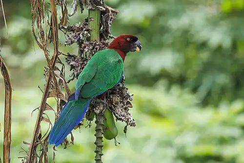 Red shining-parrot (Prosopeia tabuensis) Taveuni.jpg