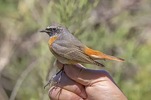 Male, ringed in Malta