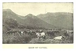 A herd of longhorn cattle on a plain in front of mountains