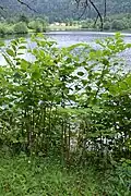 Japanese knotweed, Xonrupt.