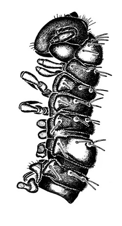 Illustration of species