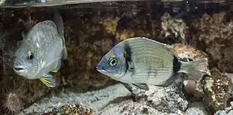 Diplodus vulgaris