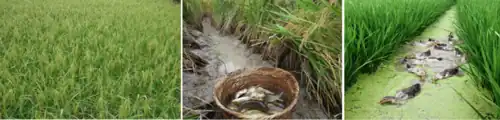 Rice-fish-duck system in China - glutinous rice, domesticated carp, Xiaoxiang ducks