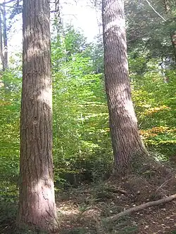 Photo of the sun-dappled trunks of two large old trees with green saplings in the background