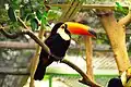 The toco toucan&nbsp;– mascot of the park