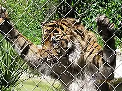 One of zoo's Sumatran tigers