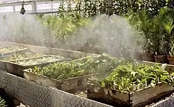Rooting of softwood cuttings under mist
