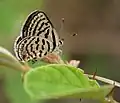 Female on Zizyphus species in Hyderabad, India
