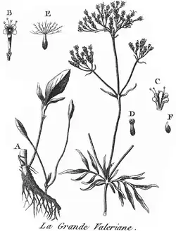 Botanical illustration