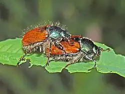 Mating couple