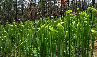 Newly emergent pitcher plants (Sarracenia alata) after a prescribed burn, Angelina NF.