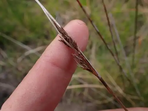 Flowering head